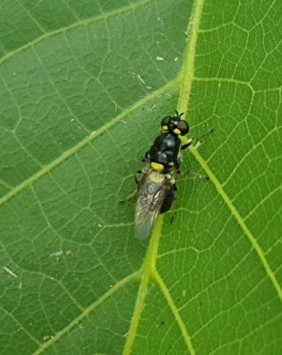 Oxycera leonina